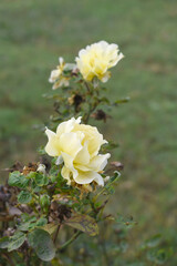 Beautiful white yellow rose flower closeup in garden, A very beautiful white yellow rose flower bloomed on the rose tree, Rose flower closeup, bloom flowers, Natural spring flower, floral background