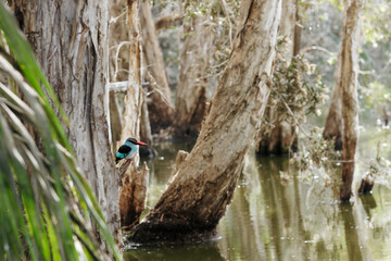 Martin chasseur à l'affût