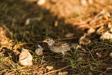 Small Sparrow on Forest Floor in Warm Evening Light