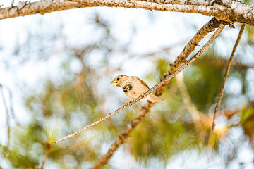 Chirping Sparrow Perched on a Pine Branch in Sunlight