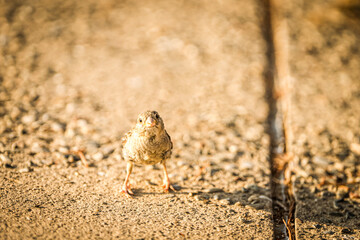 Small Sparrow Standing on Sunlit Ground with a Curious Expression