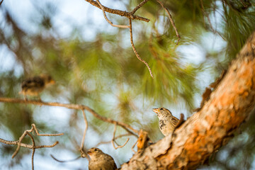 Three Sparrows Interacting on a Pine Tree Branch in a Natural Habitat
