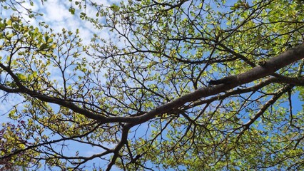 Tree Branches Background: Soft and Elegant View of Branches with Green Foliage, Creating a Calm and Peaceful Nature-Inspired Setting. Ideal for Presentations with a Natural, Fresh, and Tranquil Theme