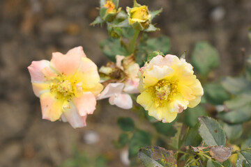 Beautiful pink yellow rose flower closeup in garden, A very beautiful pink yellow rose flower bloomed on the rose tree, Rose flower closeup, bloom flowers, Natural spring flower, floral background