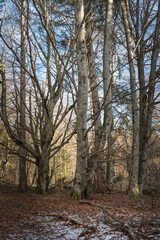 Fototapeta premium neige,