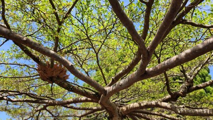 Fototapeta premium View from Below a Tree: Looking Up at the Branches and Bird's Nest Nestled Amongst the Greenery, Creating a Serene Scene with a Peaceful Sky Above. Nature's Harmony Captured in This Tranquil Moment.