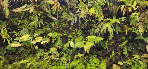 Green Moss Serene Garden Landscape: Lush Ferns and Natural Stones Create a Peaceful, Tranquil Ambiance. A Beautiful Combination of Greenery and Rocks in Harmony, Perfect for a Calming Outdoor Scene 