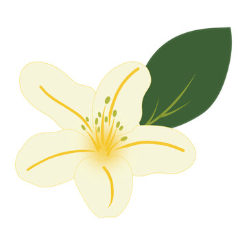 white flower with green leaf clip art preview