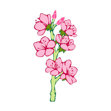 pink cherry blossoms on green stem clip art preview