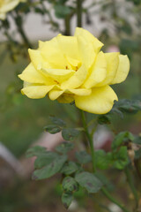 Beautiful yellow rose flower closeup in garden, A very beautiful yellow rose flower bloomed on the rose tree, Rose flower closeup, bloom flowers, Natural spring flower, Natural floral background, 
