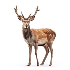 Obraz premium Majestic stag standing gracefully against a white background