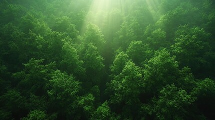 Obraz premium Dense Green Forest Canopy With Sunlight Peeking Through