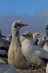 gannet colony