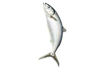 Fresh sardine fish with detailed scales and fins isolated on white transparent background, symbolizing canned seafood