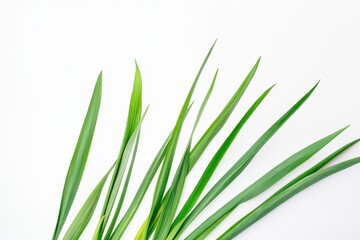 Obraz premium Fresh green grass blades isolated on a white background