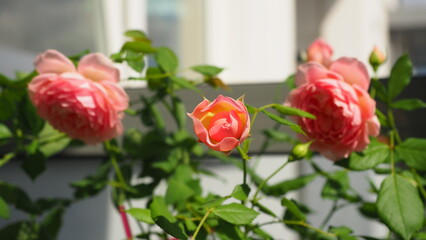 Three Coral Roses in an indoor garden. Delicate warm Wedding pink blossoming bud in a bush on a white background. Congratulations to a woman, mother on her birthday, March 8, Valentine's Day