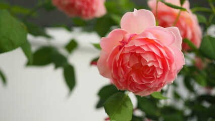 Rose on the right in the hedge. Blank for a card Delicate warm Wedding pink blossoming bud in a bush on a white background. Congratulations to a woman, mother on her birthday, March 8, Valentine's Day