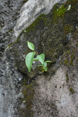 plant at a wall
