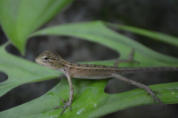 Tree lizard on a green leaf