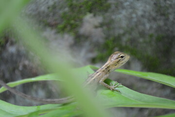 Tree lizard on a green leaf