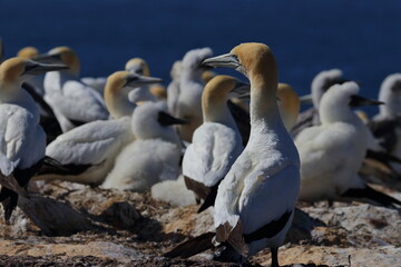 Obraz premium gannet colony