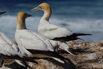 gannet colony