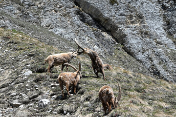 bouquetins (Val d'Is&egrave;re)