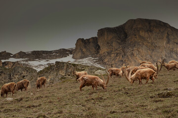 bouquetins (Val d'Is&egrave;re)