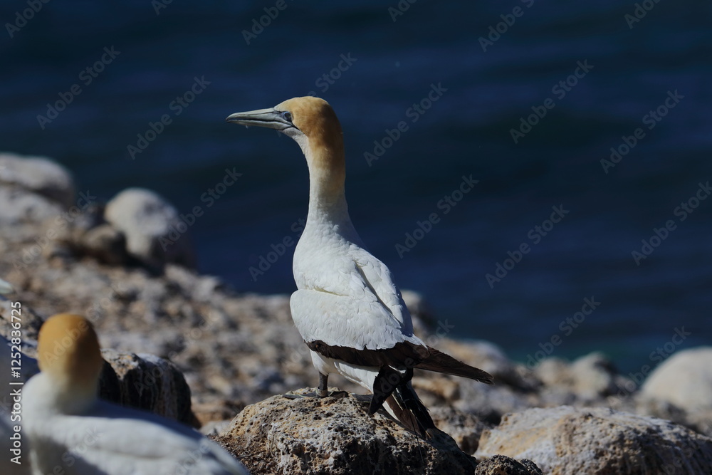 Wall mural gannet colony