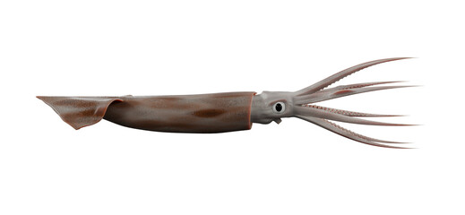 Squid isolated on white © Aziz3D99