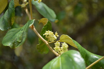 Ziziphus spina-christi or Christ's thorn jujube, an evergreen tree in Levant, East Africa, and Mesopotamia