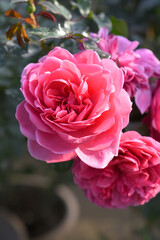 Beautiful pink rose flower closeup in garden, A very beautiful pink rose flower bloomed on the rose tree, Rose flower closeup, bloom flowers, Natural spring flower, Natural floral background, 