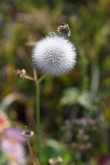 Closed Bud of a dandelion. Dandelion white flowers in green grass. High quality photo, Dandelion blowball with blurred background. Narrow depth of field. Dandelion seed head in spring
