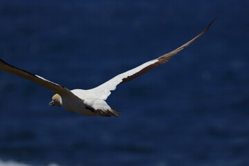 gannet colony