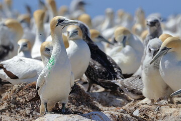 gannet colony