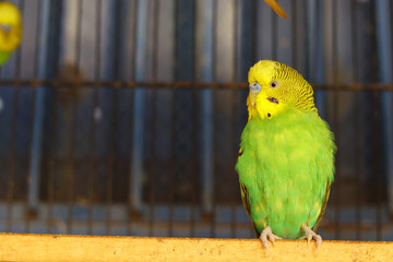 Beautiful parrot Bird. They are called Budgerigar, Budgies or Parakeets parrot closeup, exotic color budgie in cage