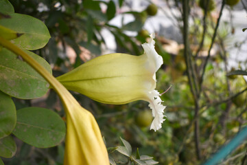 white Solandra flower growing in garden, Photo of Solandra Grandiflora flower, known for its large trumpet-shaped flowers. white Solandra flowers  or balloon flower closeup in nature