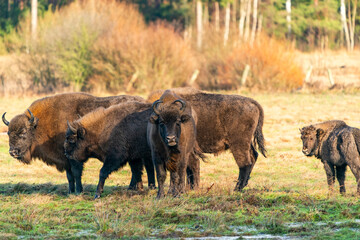 A herd of European bison (Bison bonasus) in Bialowieza forest, Poland. Selective focus