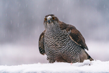 Eurasian goshawk (Accipiter gentilis) in winter Bialowieza forest, Poland. Selective focus