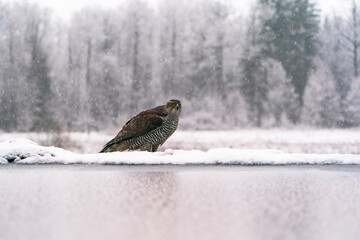 Eurasian goshawk (Accipiter gentilis) in winter Bialowieza forest, Poland. Selective focus