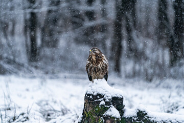 Common Buzzard (Buteo buteo) in winter Bialowieza forest, Poland. Selective focus