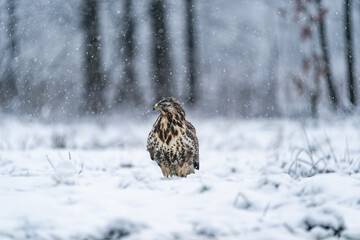 Common Buzzard (Buteo buteo) in winter Bialowieza forest, Poland. Selective focus