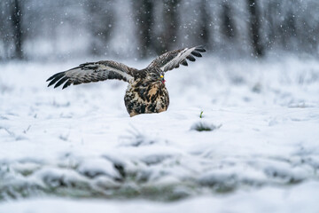 Common Buzzard (Buteo buteo) in winter Bialowieza forest, Poland. Selective focus