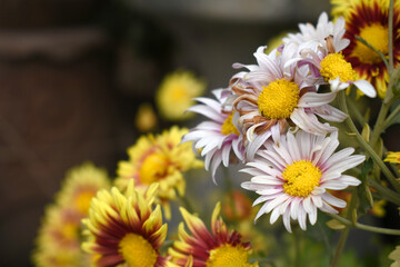 Beautiful White Purple chrysanthemum flowers closeup in the winter garden, Close-up of Chrysanthemum flower, Field of the White Purple Chrysanthemum, Beautiful white flower blooming in nature.