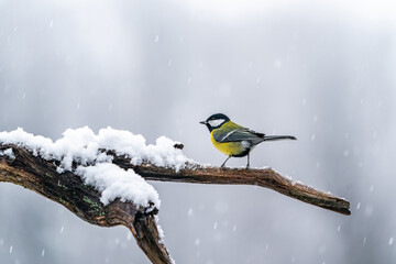 Great tit (Parus major) in winter Bialowieza forest, Poland - selective focus