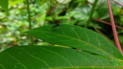 a forest mosquito on a cassava leaf