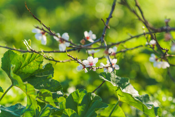 Delicate almond blossoms with white petals and pink centers bloom on a slender branch.
