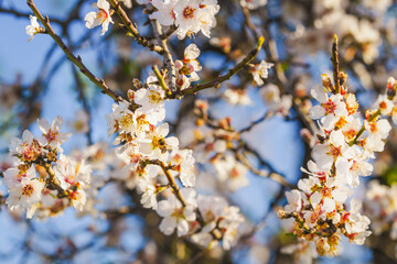 Almond tree branches covered in delicate white blossoms bloom under the warm sunlight.