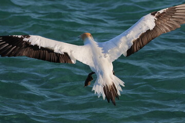 australasian gannet