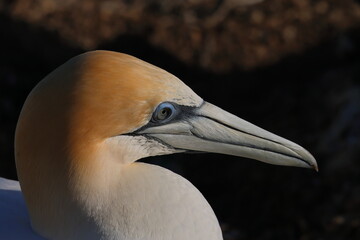australasian gannet